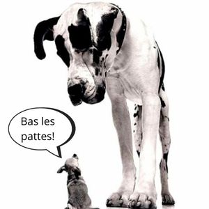 image d'un petit chien disant "bas les pattes" à un grand chien illustrant l'estime de soi l'affirmation de soi en thérapie assistée par l'animal zoothérapie
