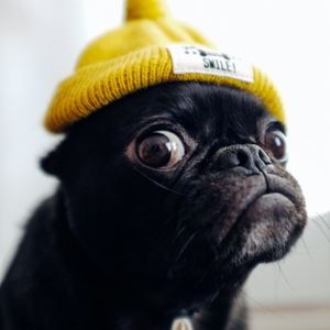 image d'un bulldog yeux écarquillés illustrant le traitement de l'anxiété l'angoisse la peur les phobies en thérapie assistée par l'animal zoothérapie