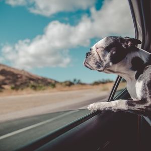 image d'un chien à la fenêtre illustrant mouvement séance extérieure marche stimuler les sens attention concentration mémoire en thérapie assistée par l'animal zoothérapie