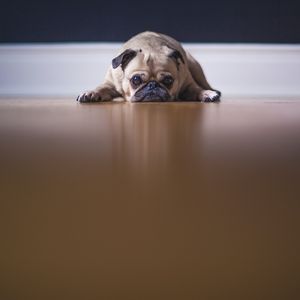 image d'un bulldog couché illustrant la dépression et la solitude et le traitement en thérapie assistée par l'animal zoothérapie pour le bien-être réconfort non jugement sécurité