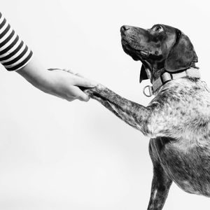 image d'un chien qui serre la patte à un humain thérapie assistée par l'animal zoothérapie chien