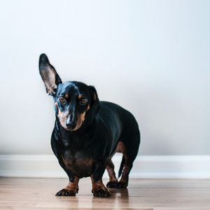 image d'un teckel qui tend l'oreille illustrant la communication et les interactions sociales en thérapie assistée par l'animal zoothérapie