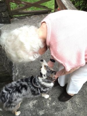 image du chien avec une personne âgée en intervention thérapie assistée par l'animal zoothérapie